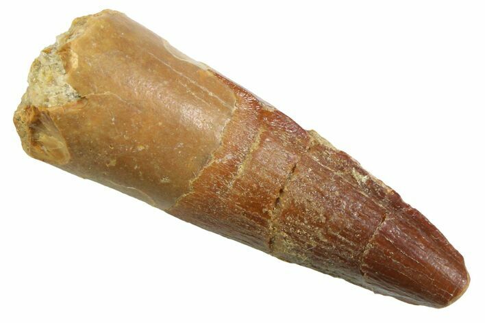 Juvenile Fossil Spinosaurus Tooth - Real Dinosaur Tooth #354839